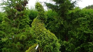 How to Make a Spiral Topiary from Boxwood [upl. by Edals]