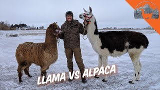 LLAMA VS ALPACA  Ep72  Llama Life [upl. by Allison598]