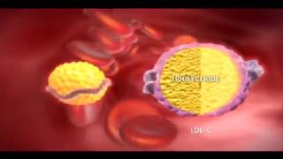 Niacin effects on Cholesterol Mechanism of Action [upl. by Allit276]