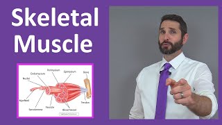 Skeletal Muscle Tissue Contraction Sarcomere Myofibril Anatomy Myology [upl. by Gallager]