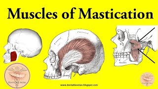 Muscles of Mastication made easy [upl. by Jerman175]