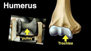 Humerus [upl. by Dranyer]