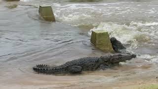 The mugger crocodiles in Sri lankan [upl. by Pacificas]