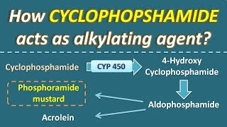 How Cyclophosphamide acts as alkylating agent [upl. by Anneh]