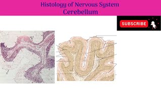 Histology of Cerebellum  Molecular Layer  Purkinje Layer  Granular Layer [upl. by Mastat127]