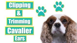 Grooming Cavalier King Charles Spaniel Ears [upl. by Anirehtak]