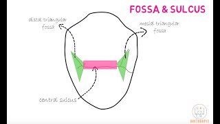 Permanent Maxillary 1st Premolar [upl. by Monaco]