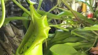 CARNIVOROUS PLANTS CAN EAT MICE [upl. by Christenson51]