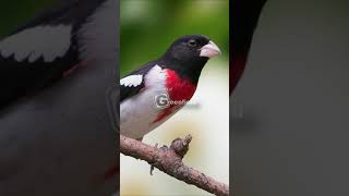 RoseBreasted Grosbeak Bird Song  RoseBreasted Grosbeak Call [upl. by Iroj]