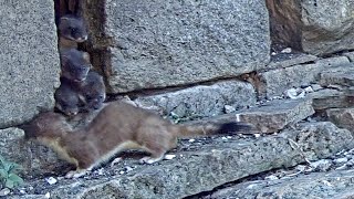 Stoat Mum of Seven Moves Family to Safety  Discover Wildlife  Robert E Fuller [upl. by Rakel490]