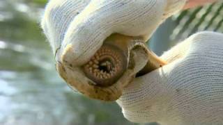 Sea Lamprey Population Control  Michigan State University [upl. by Nawyt736]