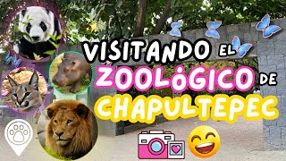 ZOOLÓGICO DE CHAPULTEPEC 🐼 [upl. by Nolava]