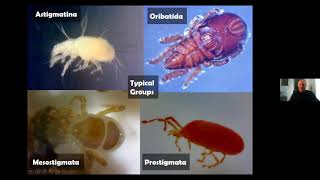 Identifying Mites [upl. by Kusin]