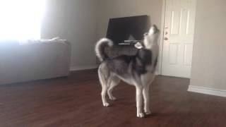 My Husky Sequoia Howling while Home Alone [upl. by Nnairak]