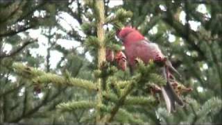 Pine Grosbeak [upl. by Snoddy]