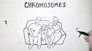 What are chromosomes [upl. by Yenitirb]