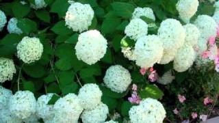 Hydrangea arborescens Annabelle  Smooth Hydrangea [upl. by Dareen]