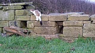 Stoat vs Weasel  Discover Wildlife  Robert E Fuller [upl. by Assel]