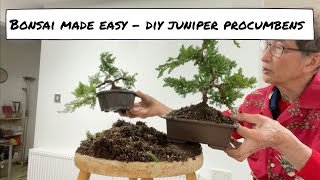 Bonsai Made Easy  DIY Juniper Procumbens [upl. by Dlnaod403]