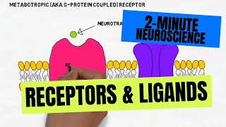 2Minute Neuroscience Receptors amp Ligands [upl. by Purvis80]