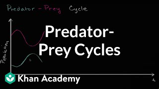 Predator prey cycle  Ecology  Khan Academy [upl. by Lynnet]