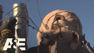 Live Rescue Dog Saved from Wire Fence Season 1  AampE [upl. by Appolonia]