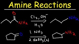 Amine Synthesis Reactions [upl. by Kreiner]