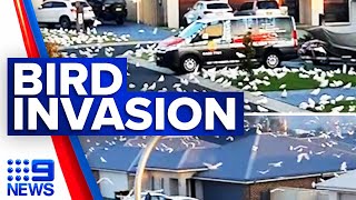 Corella birds take over Shellharbour streets  9 News Australia [upl. by Aiki]