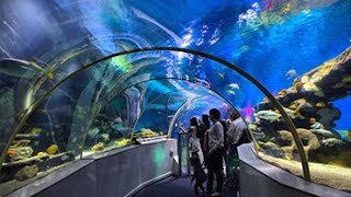 Sealife Centre Blackpool underwater tunnel walk through [upl. by Artied464]