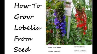 How to Grow Blue Lobelia and Cardinal Flower from seed lobelia cardinalis lobelia siphilitica [upl. by Deibel]