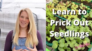 How to Prick Out Seedlings [upl. by Emlyn]