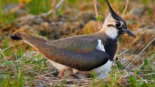 Nesting birds – Northern lapwing Vanellus vanellus [upl. by Larcher2]