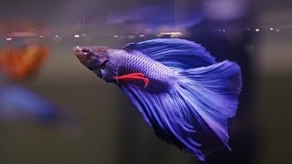 HOW TO Care for Betta Fish [upl. by Janka]