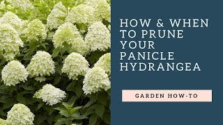 How amp When to Prune Your Panicle Hydrangea [upl. by Honora]