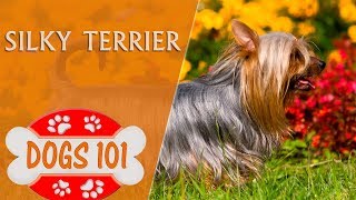 Dogs 101  SILKY TERRIER  Top Dog Facts About the SILKY TERRIER [upl. by Aynotel]