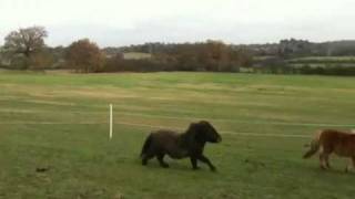 Shetland pony club ponies galloping [upl. by Elsie212]