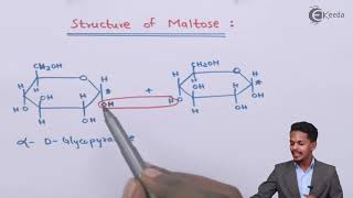 Structure of Maltose  Biomolecules  Chemistry Class 12 [upl. by Ipoillak]