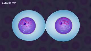 Mitosis and the Cell Cycle Animation [upl. by Asiak]