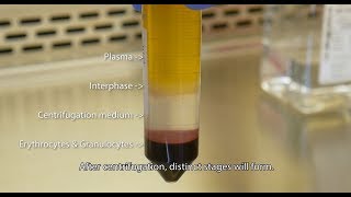 Isolate PBMCs with Lymphopure™ [upl. by Atnohsal]