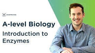 Introduction to Enzymes  Alevel Biology  OCR AQA Edexcel [upl. by Kynan]