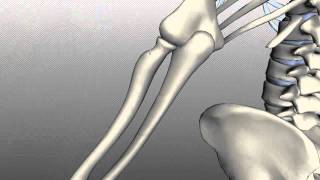 Radius and Ulna  Anatomy Tutorial [upl. by Meid365]