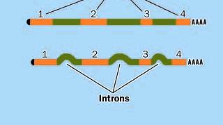 PostTranscriptional modification mRNA  RNA Processing [upl. by Eissirc]