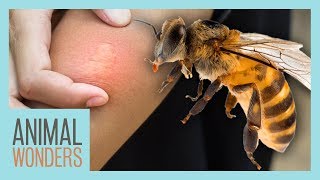 What You Need To Know About Bee Stings [upl. by Sivlek]