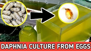 HOW TO HATCH DAPHNIA EGGS  HOW TO CULTURE DAPHNIA [upl. by Lole699]