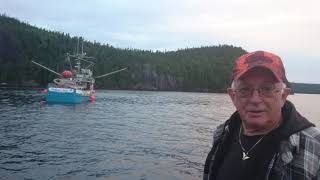 Squid Jiggin off the warf in Newfoundland 4K [upl. by Langill]