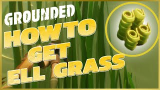 GROUNDED  HOW TO GET EEL GRASS STRANDS  FULL GUIDE WITH TUTORIALS [upl. by Rozella]