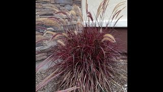 Pennisetum Fireworks  Fireworks Fountain Grass [upl. by Aisyram416]