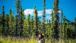 HD Im Zauber der Wildnis  Alaskas Majestät  der Denali Nationalpark Doku [upl. by Erised589]