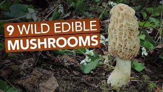 9 Wild Edible Mushrooms You Can Forage This Spring [upl. by Strepphon]