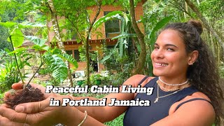 Peaceful Cabin living in Portland Jamaica 🇯🇲 ASMR [upl. by Nathanoj624]